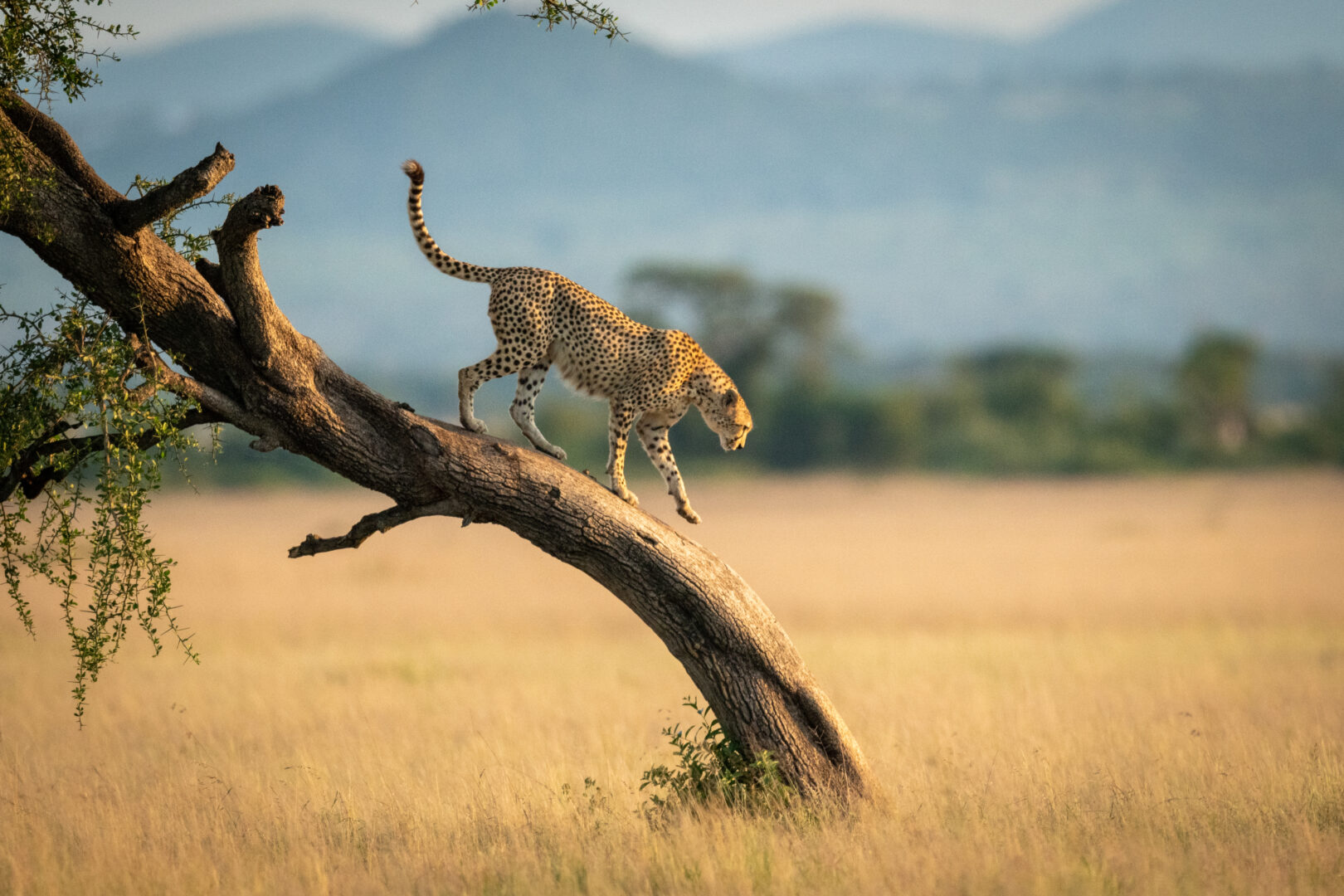 off the beaten path travel destinations: Cheetah walks down twisted tree in savannah