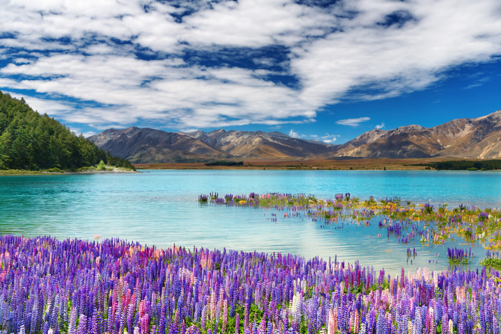Classic New Zealand