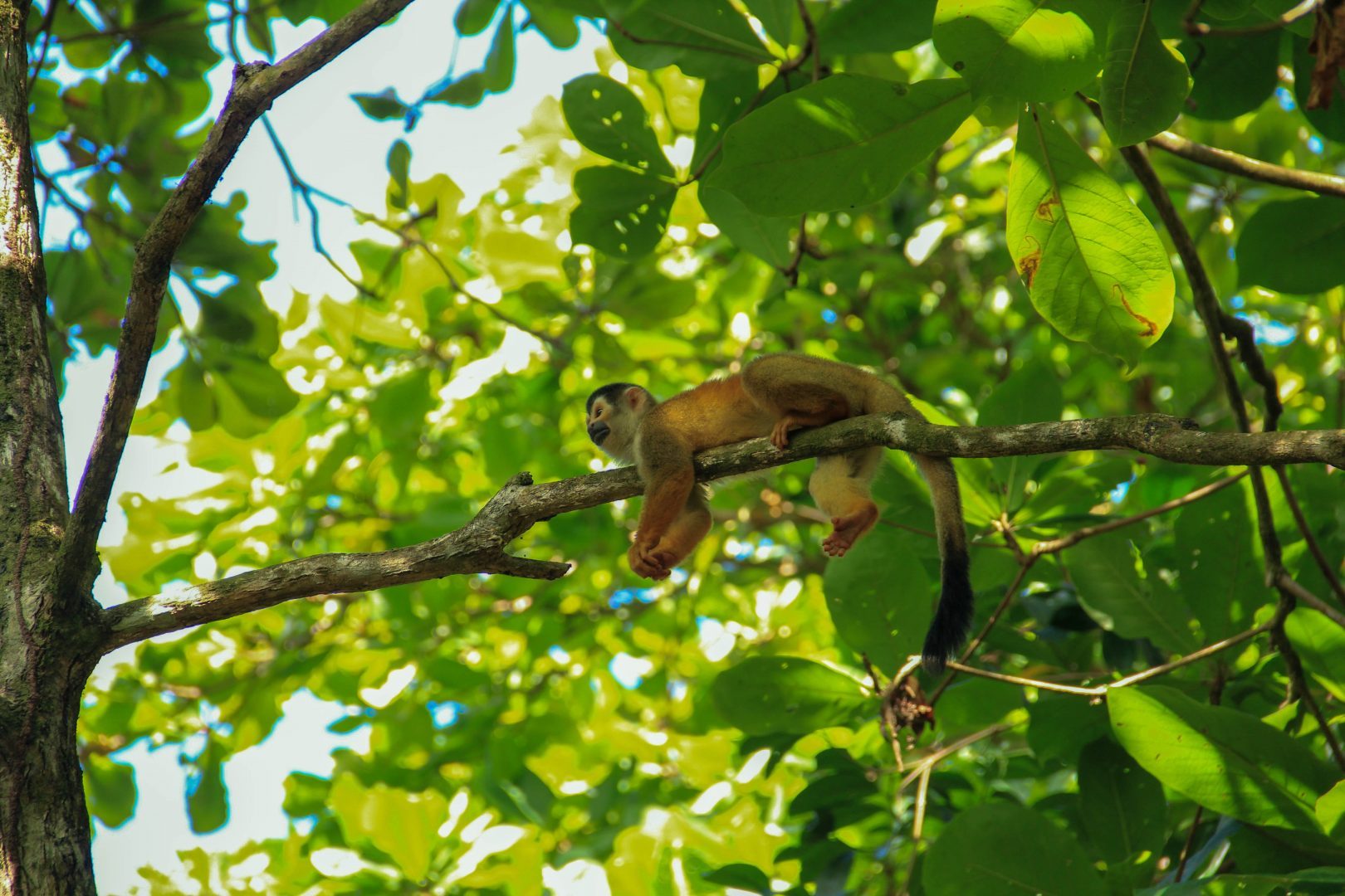 Costa Rica - Wildlife - Monkey