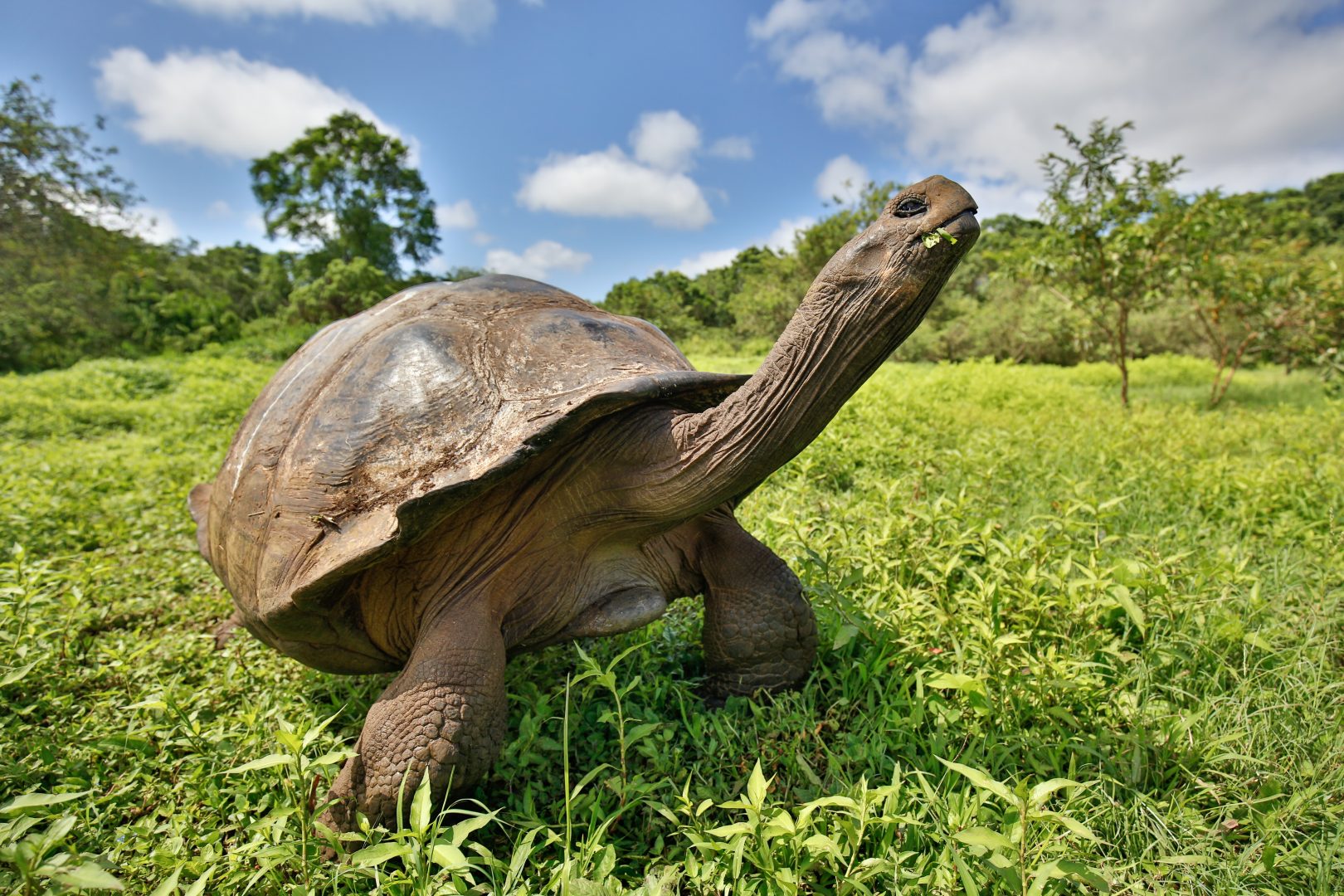 Galapagos tortoise enjoying some grass