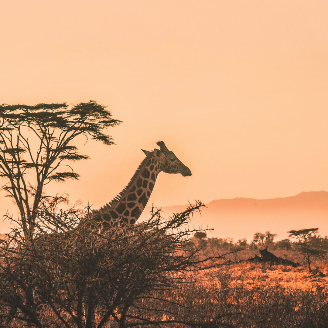 custom africa safaris