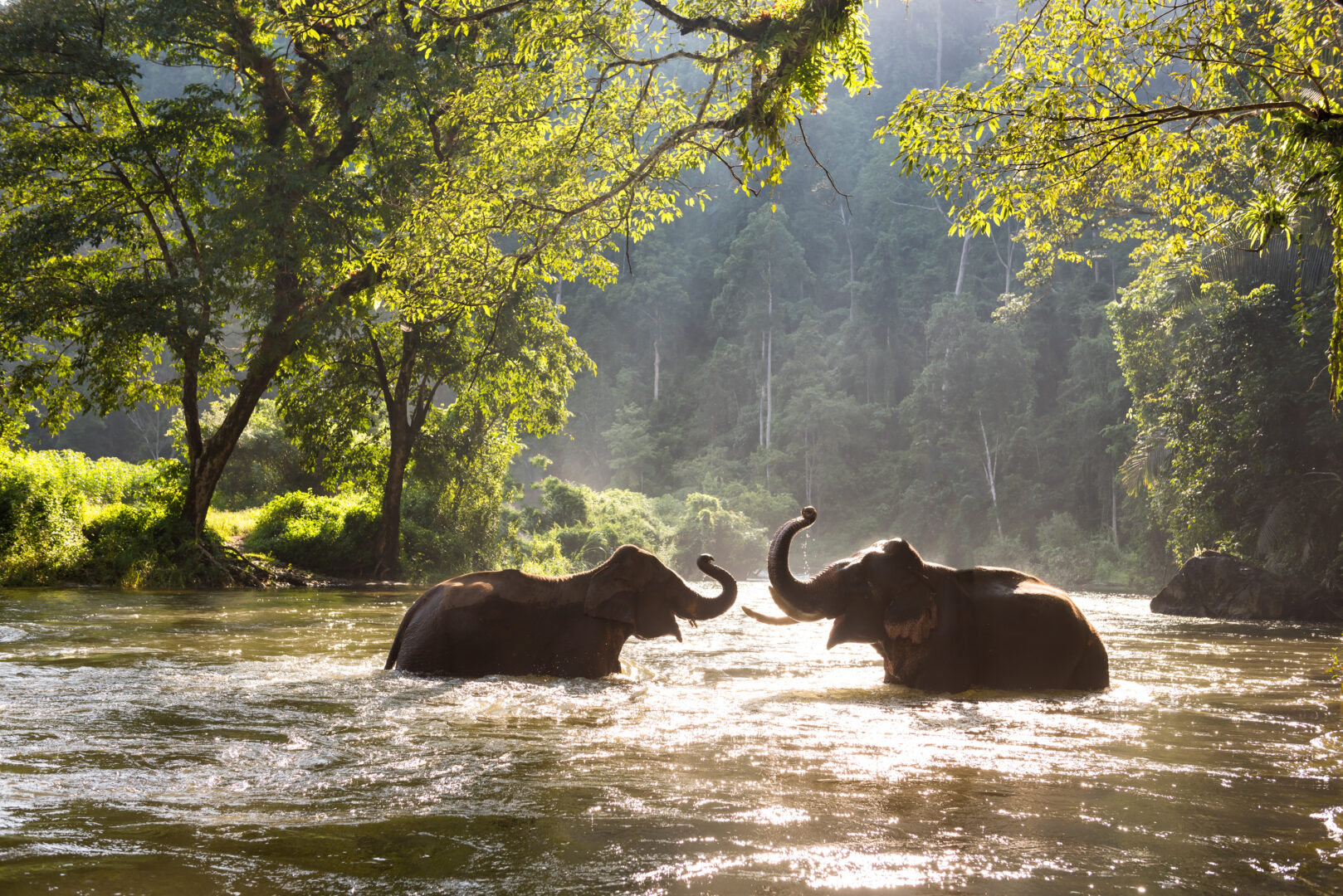 luxury family trips: Thailand elephants