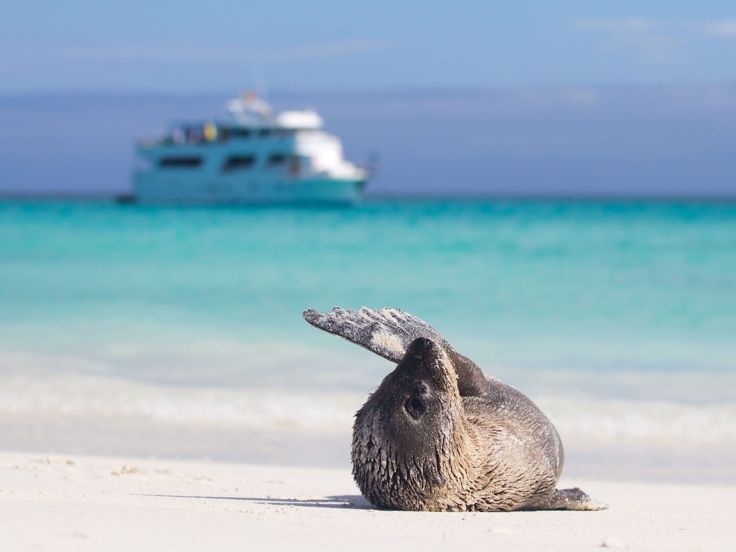 Peru to Galapagos boat